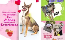 ¿Quieres adoptar un amigo? Lanzan campaña de adopción en Saltillo