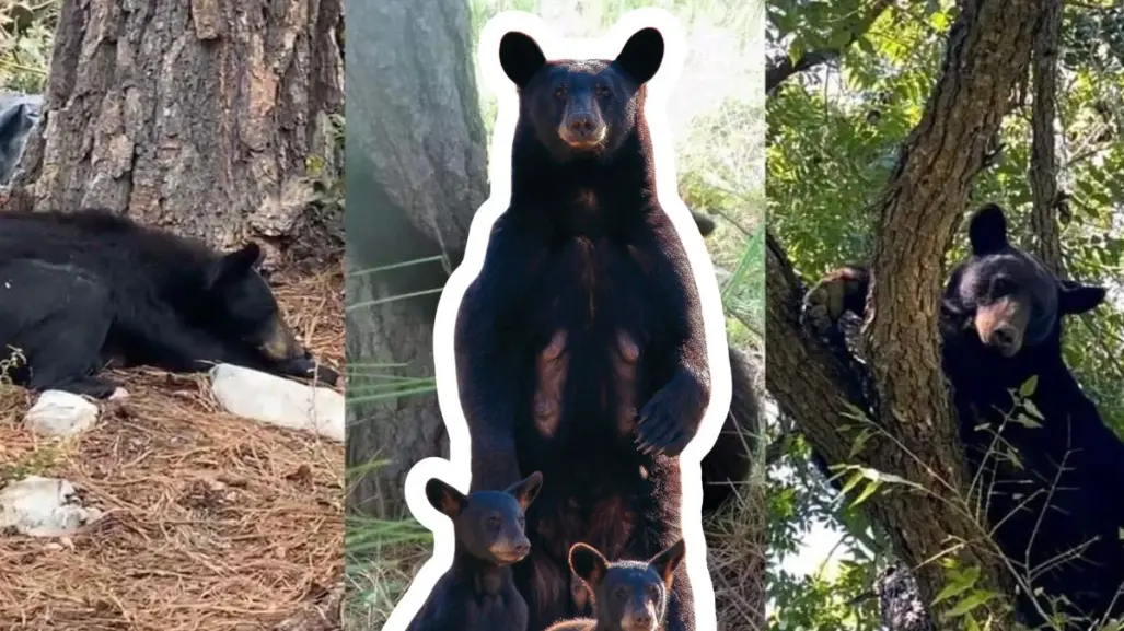 Animales nativos en Coahuila, ¿cuántos tipos de osos hay en la región?