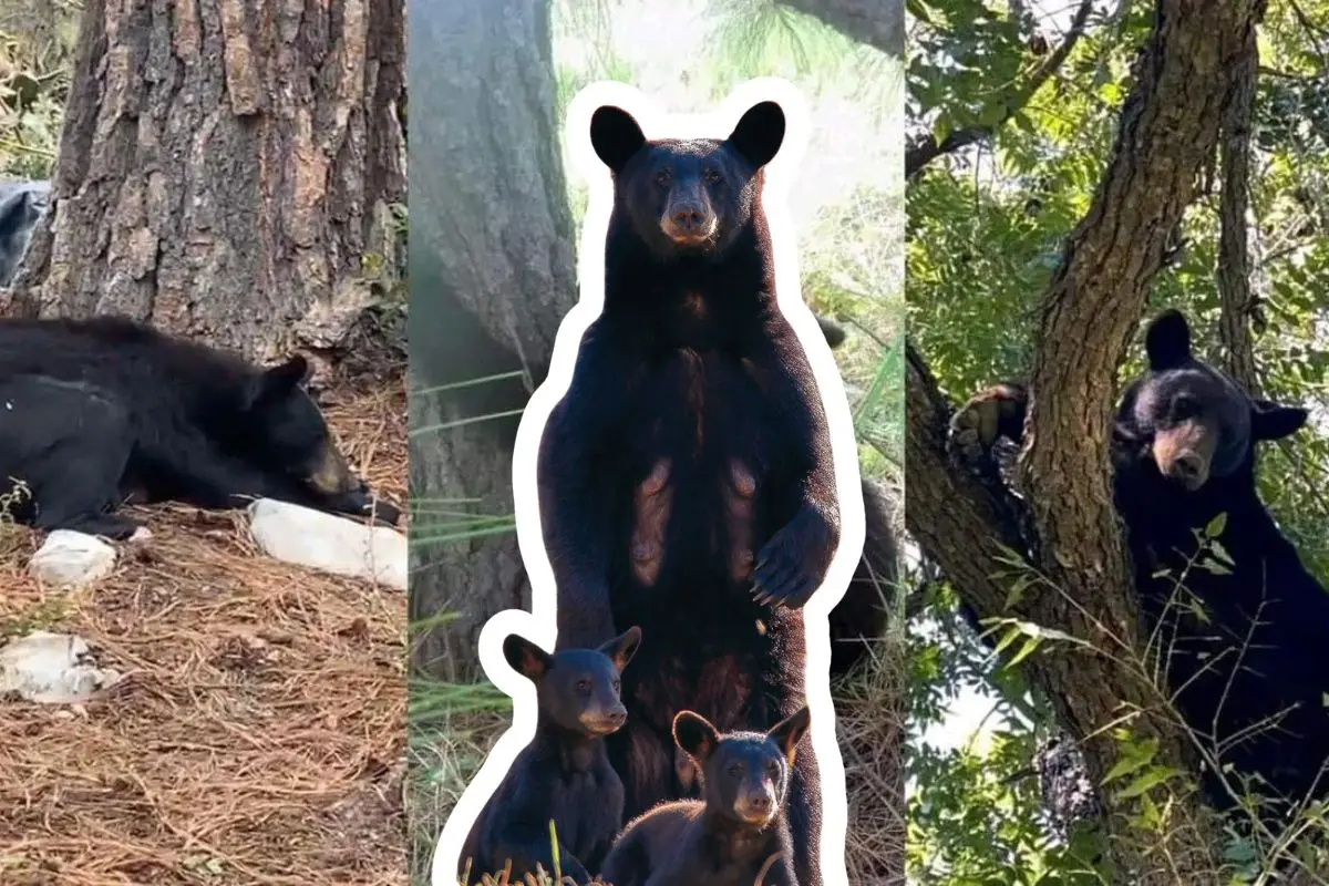 Coahuila alberga una de las especies más emblemáticas de osos en México / Fotos: Cosas de Coahuilenses | National Geographic | Canva