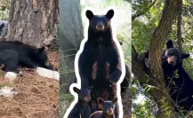 Animales nativos en Coahuila, ¿cuántos tipos de osos hay en la región? 