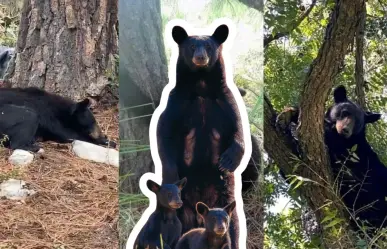 Animales nativos en Coahuila, ¿cuántos tipos de osos hay en la región? 