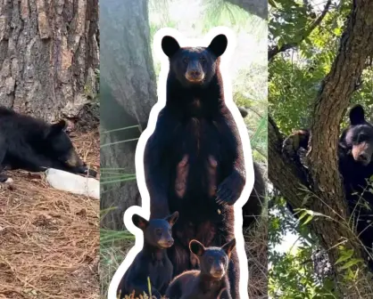 Animales nativos en Coahuila, ¿cuántos tipos de osos hay en la región? 