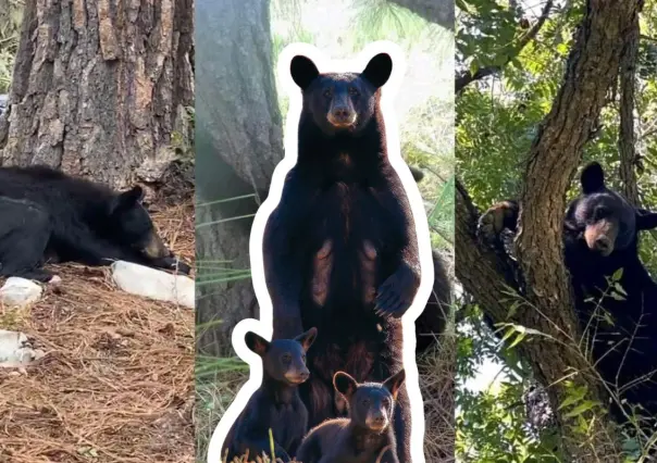 Animales nativos en Coahuila, ¿cuántos tipos de osos hay en la región? 