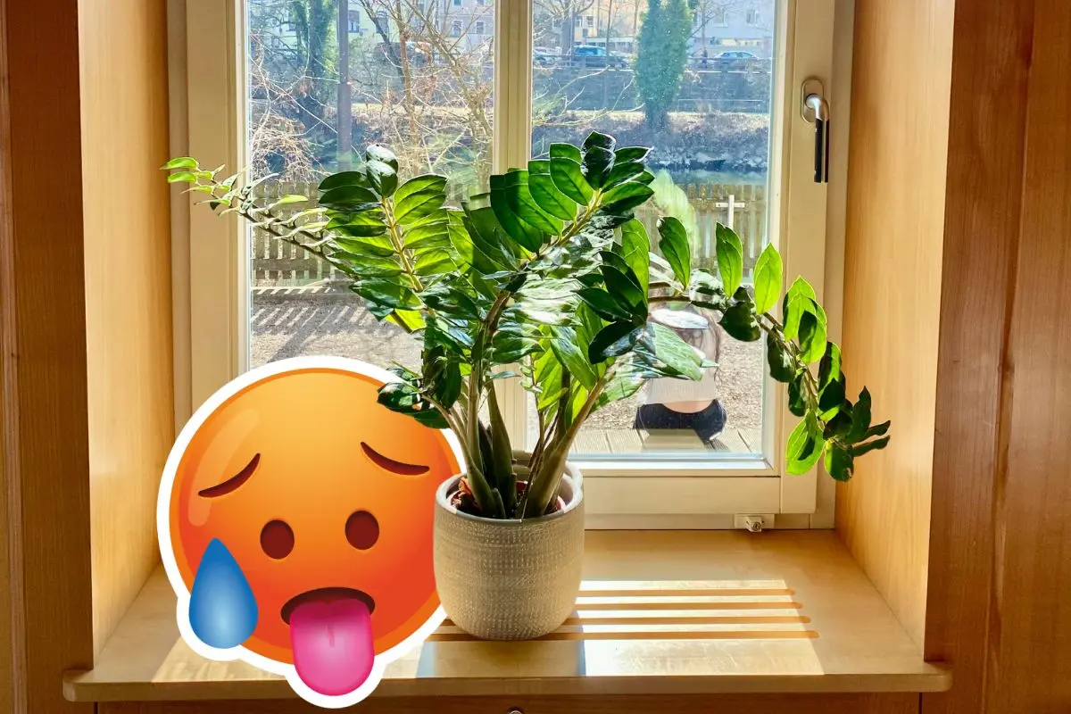 Plantas nativas de Coahuila para combatir el calor en casa / Composición de Canva