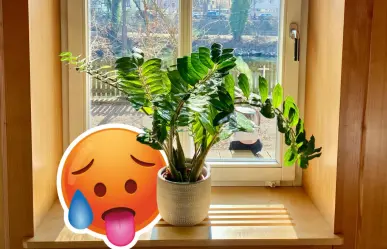 Plantas nativas en Coahuila para combatir el calor en casa de manera natural