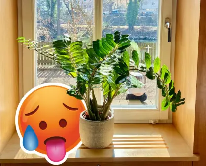 Plantas nativas en Coahuila para combatir el calor en casa de manera natural