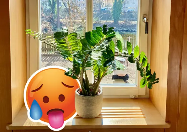 Plantas nativas en Coahuila para combatir el calor en casa de manera natural