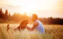 ¿Tener perros y gatos brinda beneficios económicos y emocionales, según estudio?