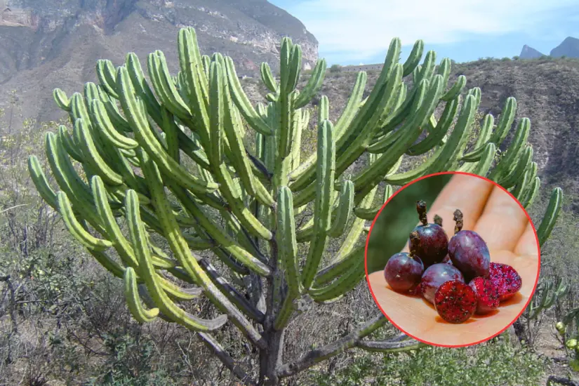 Garambullo (Myrtillocactus geometrizans). Foto: iNaturalist