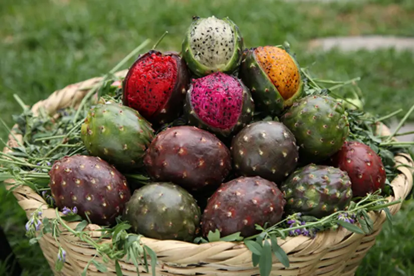 La pitaya es el fruto de un cactus del género Selenicereus. Foto: Gobierno de México 