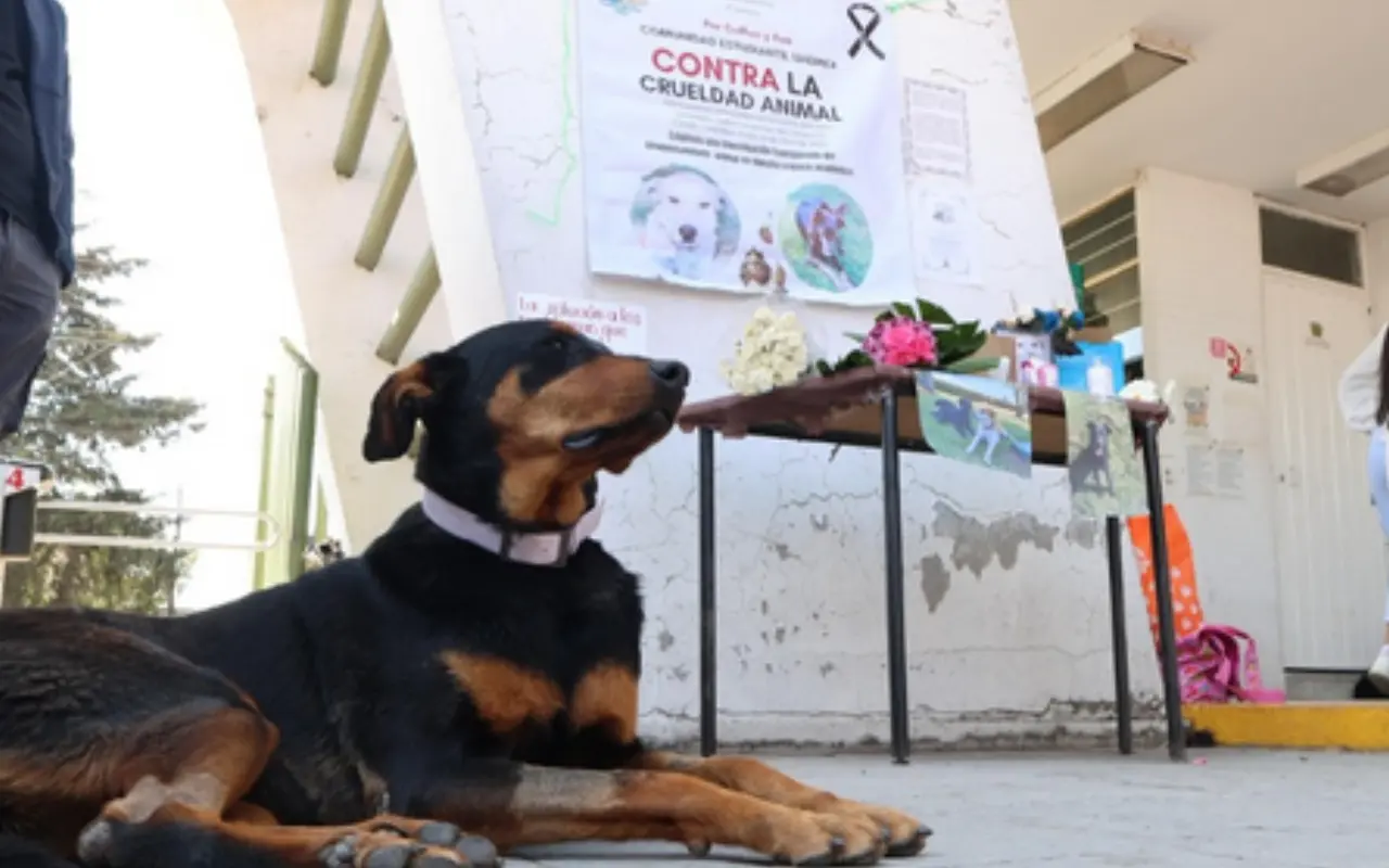 Estudiantes y profesores lamentan la muerte de lomitos en la Facultad de Veterinaria de la UAEMéx. Foto: FB/ Sol de Toluca (Canva)