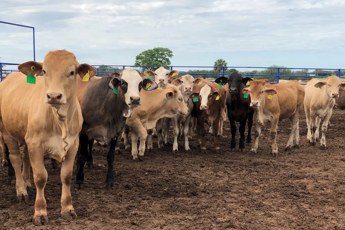 El secretario de Desarrollo Rural, Antonio Varela Flores, aseguró que Tamaulipas mantiene vigilancia estricta y protocolos en marcha para preservar su estatus sanitario. Foto: Desarrollo Rural