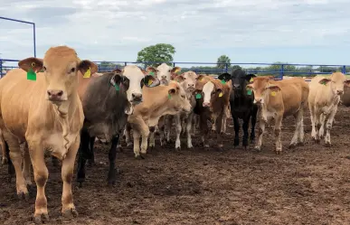 Cierre parcial a exportación de ganado de Tamaulipas pone en riesgo 30 mil millones de pesos