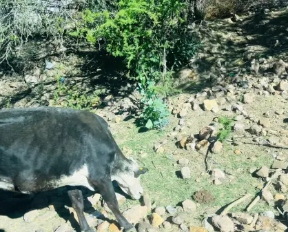 Falta de lluvias mantiene secos los bordos de abrevadero en Durango