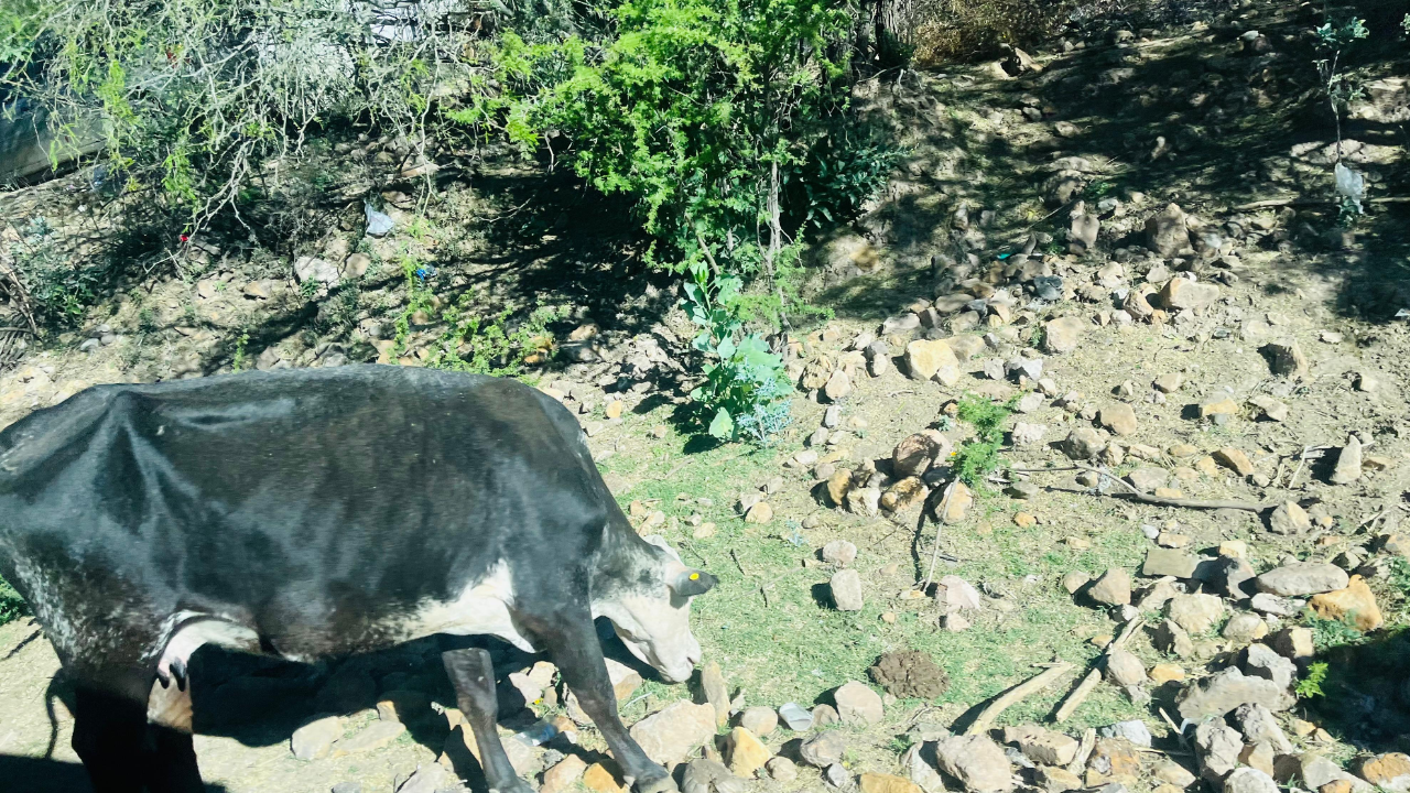 Falta de lluvias mantiene secos los bordos de abrevadero en Durango