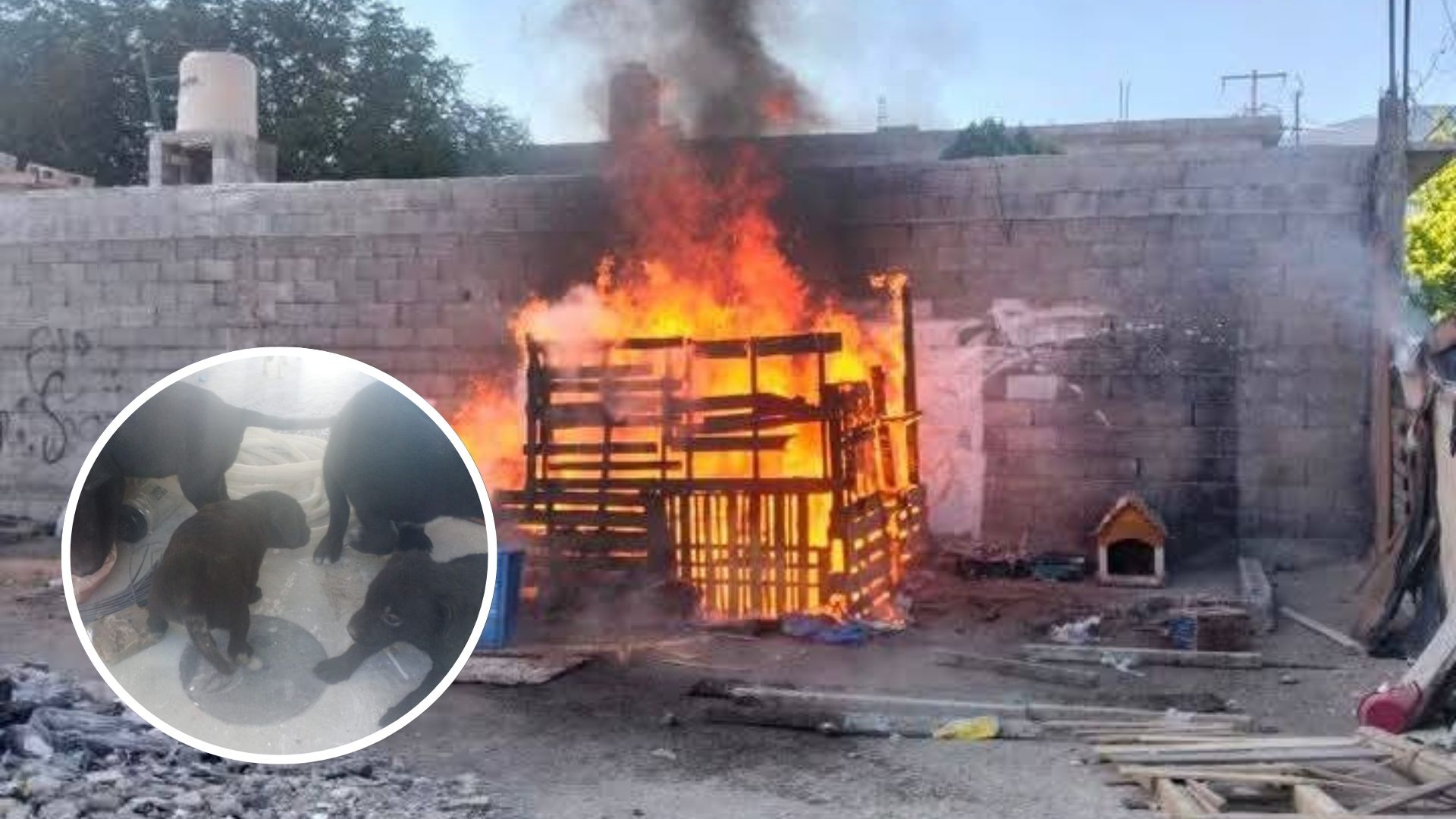 El incendio provocó la muerte de 2 perritos, mientras que 4 fueron rescatados. (Fotografía: Policía de Saltillo)