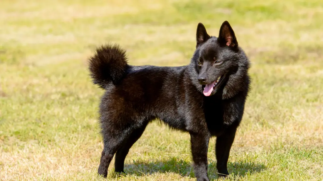 La raza de perro perfecta para proteger tu hogar sin complicaciones