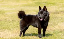 La raza de perro perfecta para proteger tu hogar sin complicaciones