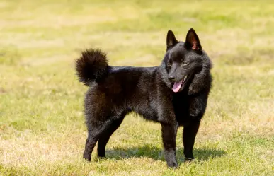 La raza de perro perfecta para proteger tu hogar sin complicaciones