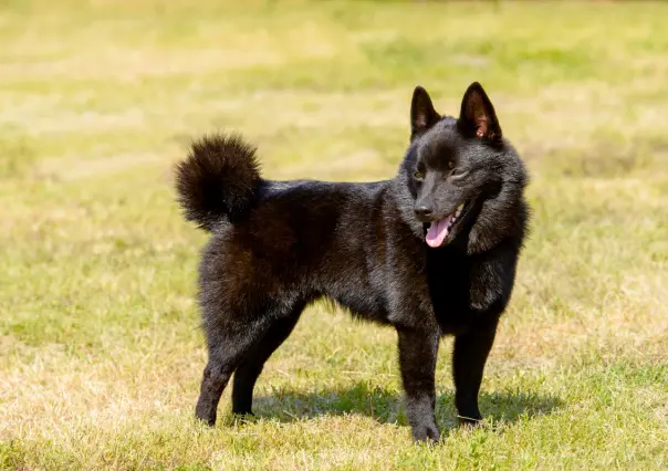 La raza de perro perfecta para proteger tu hogar sin complicaciones