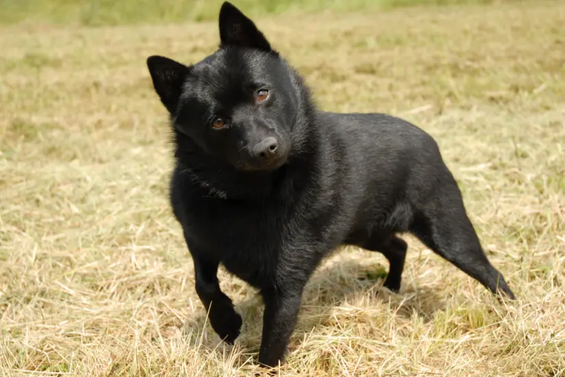 Con un tamaño compacto y gran lealtad, este perro es la elección perfecta para proteger tu hogar. Foto: Canva