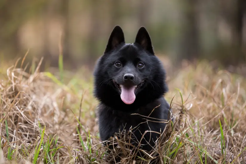 El Diablo Negro es una raza ideal para quienes buscan compañía y seguridad en un perro guardián. Foto: Canva