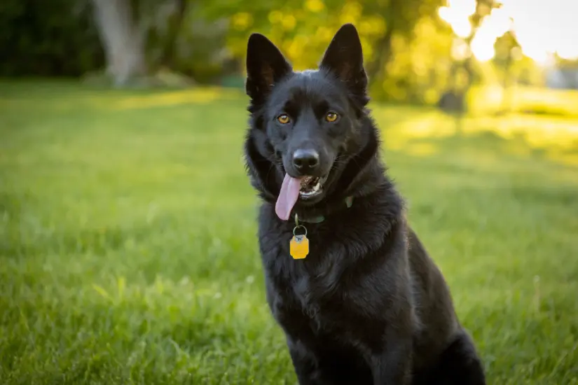 Este perro es perfecto para quienes desean un guardián que también se adapte a sus vidas, y de adulto crece lo suficiente para ser un buen guardián. Foto: Canva