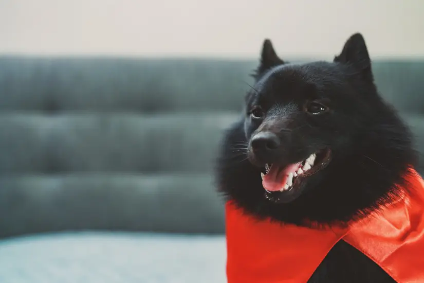 Este perro, conocido como Diablo Negro, es ideal para quienes buscan un guardián leal y fácil de cuidar. Foto: Canva