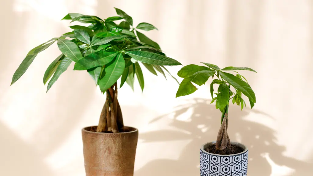 ¡No es el árbol de jade! Pero esta planta traerá la prosperidad a tu jardín