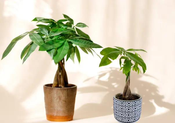 ¡No es el árbol de jade! Pero esta planta traerá la prosperidad a tu jardín