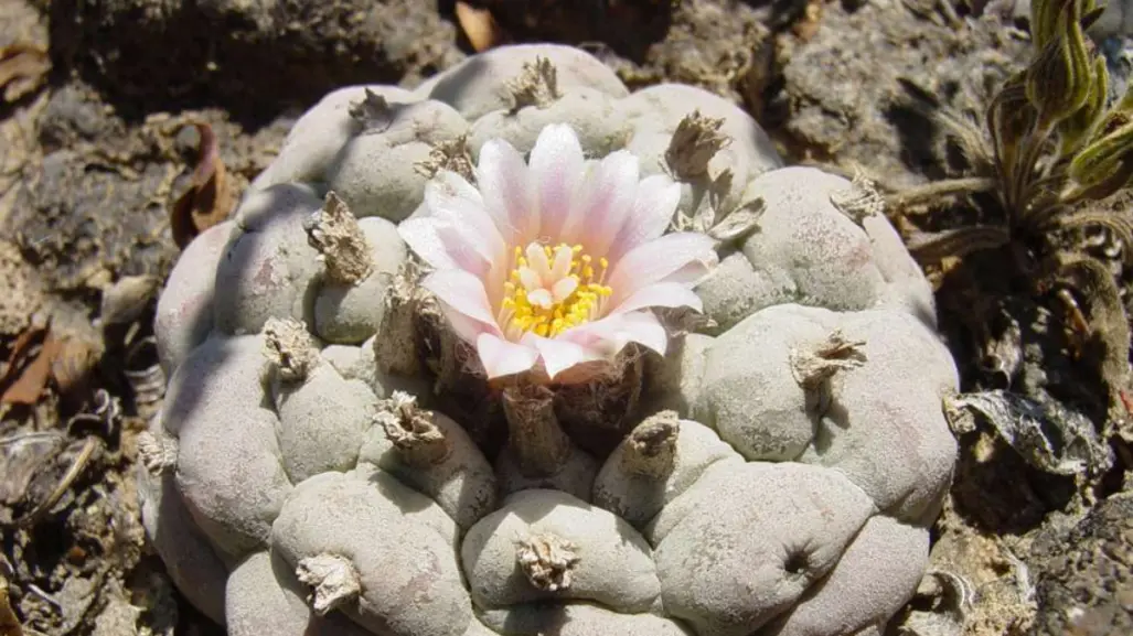 ¿Está prohibido transportar cactus en Tamaulipas? Esto es lo que dice la ley