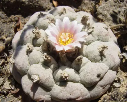¿Está prohibido transportar cactus en Tamaulipas? Esto es lo que dice la ley