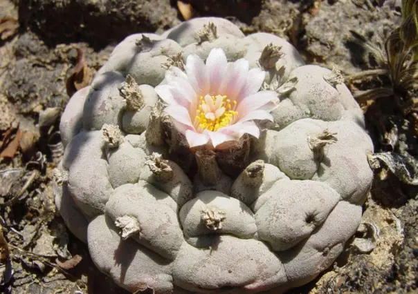 ¿Está prohibido transportar cactus en Tamaulipas? Esto es lo que dice la ley