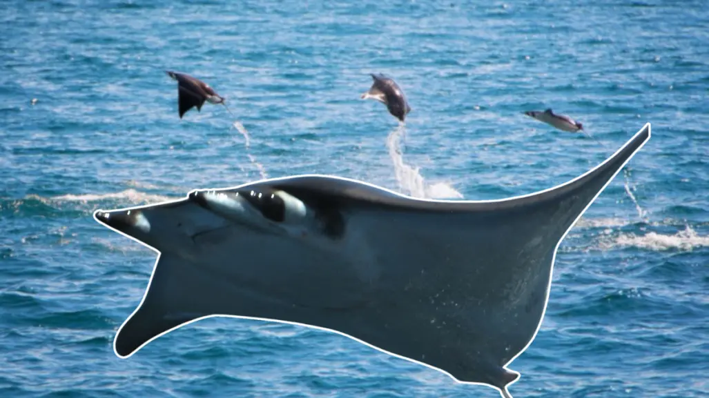 ¿Por qué las mantarrayas vuelan en BCS? Conoce este increíble fenómeno natural