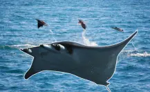 ¿Por qué las mantarrayas vuelan en BCS? Conoce este increíble fenómeno natural