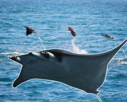 ¿Por qué las mantarrayas vuelan en BCS? Conoce este increíble fenómeno natural