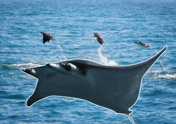 ¿Por qué las mantarrayas vuelan en BCS? Conoce este increíble fenómeno natural