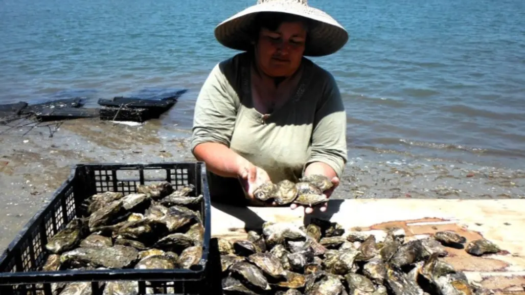 Mujeres lideran más de 300 proyectos acuícolas en BCS y fortalecen el cultivo de ostión