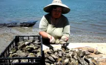 Mujeres lideran más de 300 proyectos acuícolas en BCS y fortalecen el cultivo de ostión