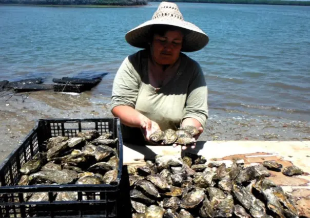 Mujeres lideran más de 300 proyectos acuícolas en BCS y fortalecen el cultivo de ostión
