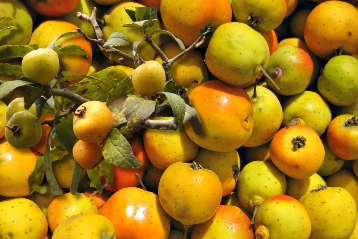 Conoce el Tejocote, la dulce medicina nativa de Coahuila / Foto: Naturalist Ecuador | Gobierno de México | Canva