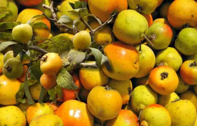 Plantas nativas en Coahuila: conoce el Tejocote, la dulce medicina del desierto 