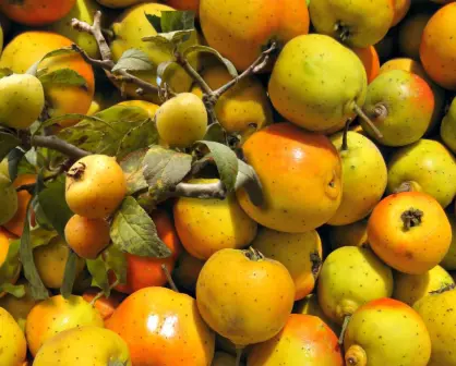 Plantas nativas en Coahuila: conoce el Tejocote, la dulce medicina del desierto 
