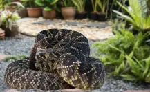 Top 5 animales venenosos de Baja California Sur que puedes encontrar en tu jardín