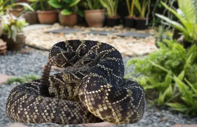 Top 5 animales venenosos de Baja California Sur que puedes encontrar en tu jardín
