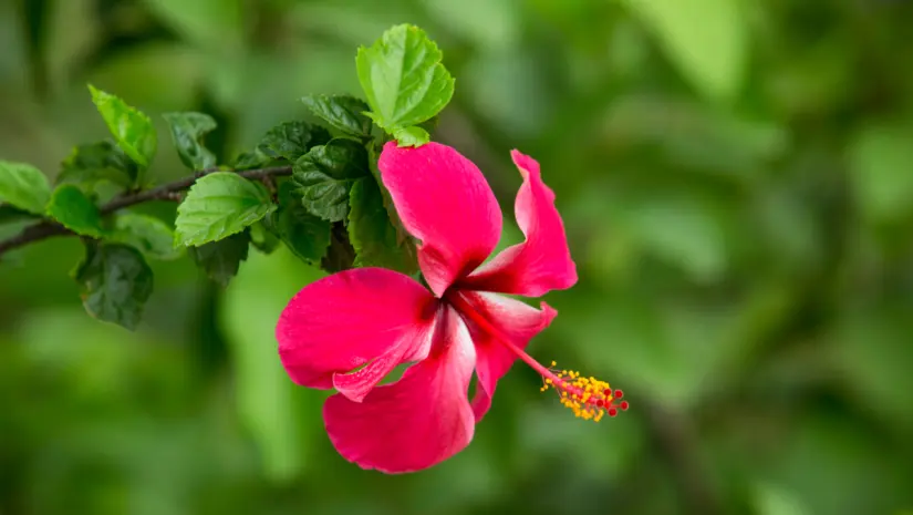 Foto: Canva.