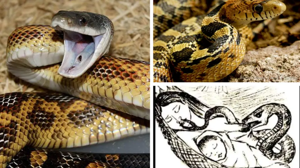 Animales nativos en Coahuila; alicantes, ¿por qué se dice que robaban leche materna?