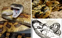 Animales nativos en Coahuila; alicantes, ¿por qué se dice que robaban leche materna?