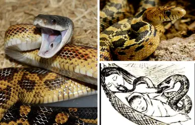Animales nativos en Coahuila; alicantes, ¿por qué se dice que robaban leche materna?