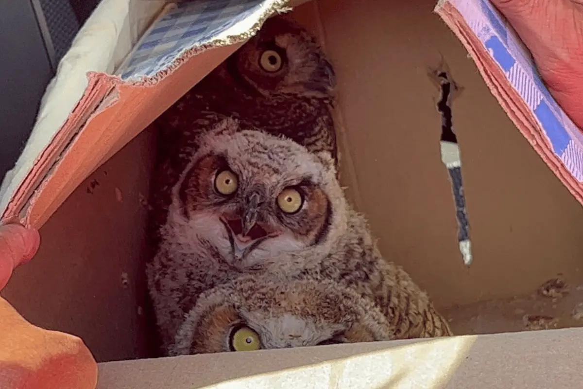 Luego de una denuncia anónima, personal de Dirección de Protección y Bienestar Animal de Escobedo acudió al sitio en donde se corroboró la venta ilegal de estas aves. Foto: Dirección de Protección y Bienestar Animal de Escobedo